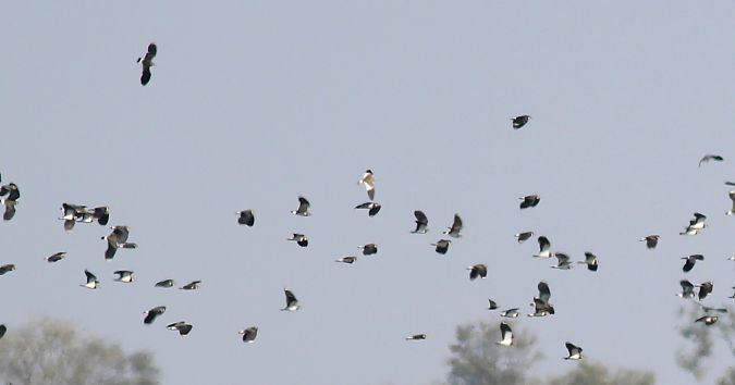 Pavoncella gregaria  - Simone Rizzi
