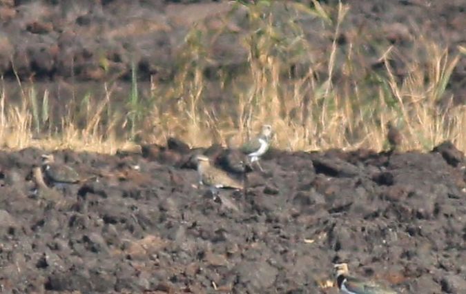 Pavoncella gregaria  - Simone Rizzi