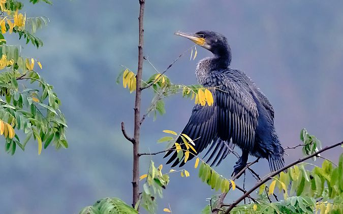 Cormorano  - Angelo Matteucci