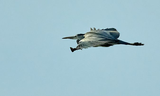 Airone cenerino  - Angelo Matteucci