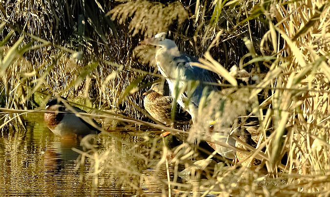 Airone cenerino  - Angelo Matteucci