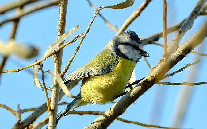 Cinciarella  - Angelo Matteucci