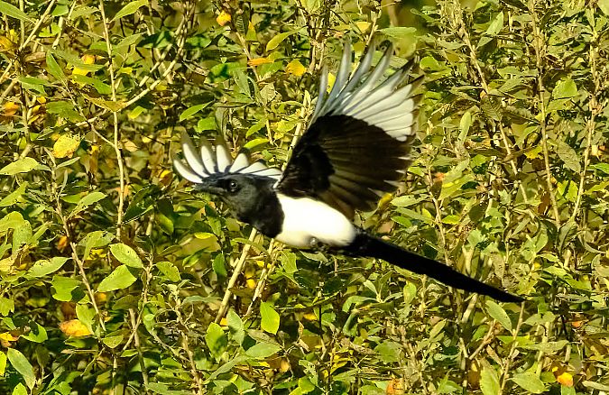 Gazza  - Angelo Matteucci