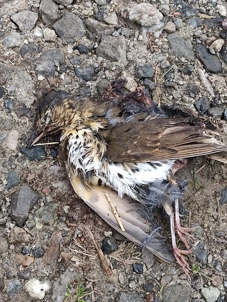 Tordo bottaccio  - Denise Schneider