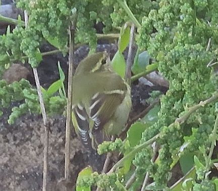 Luì forestiero  - Andrea Tarozzi