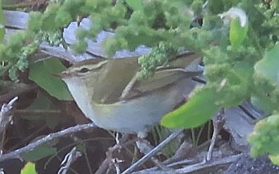 Luì forestiero  - Andrea Tarozzi