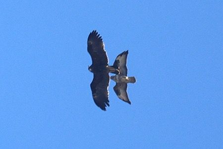 Aquila anatraia maggiore  - Maurizio Parenti