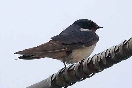 Rondine  - Maurizio Parenti