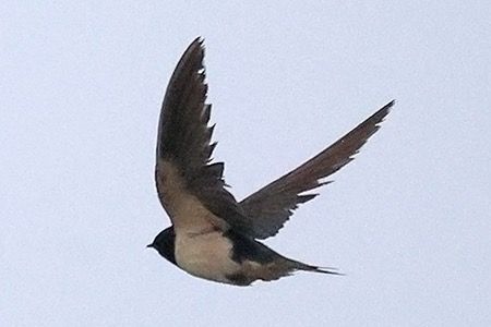 Rondine  - Maurizio Parenti