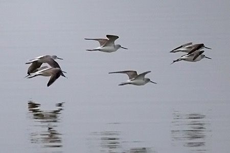 Pantana  - Maurizio Parenti