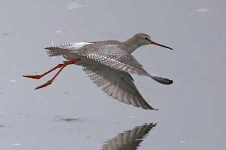 Totano moro  - Maurizio Parenti