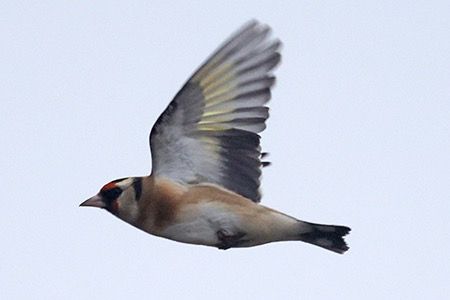 Cardellino  - Maurizio Parenti