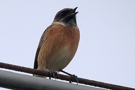 Saltimpalo comune  - Maurizio Parenti