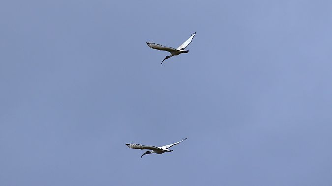 Ibis sacré  - Marco Di Gregorio