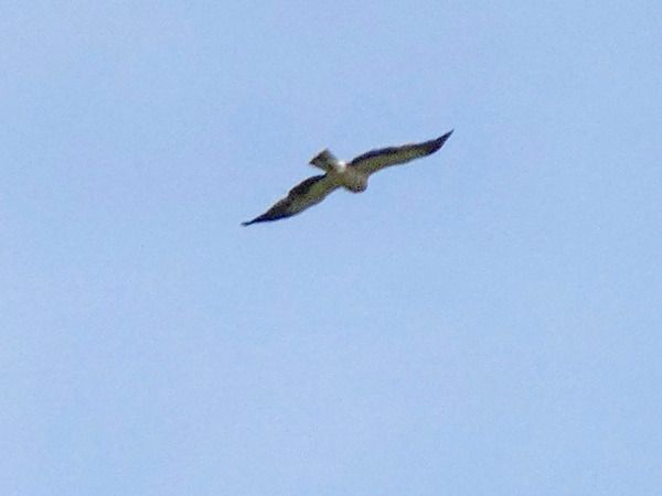 Aquila minore  - Massimo Angei