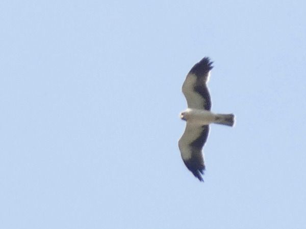 Aquila minore  - Massimo Angei