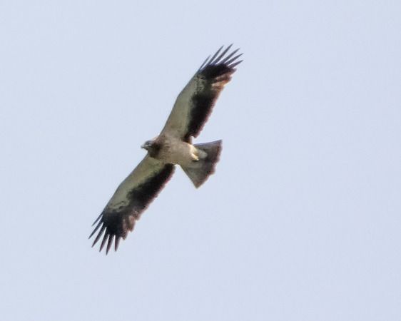 Aquila minore  - Massimo Angei