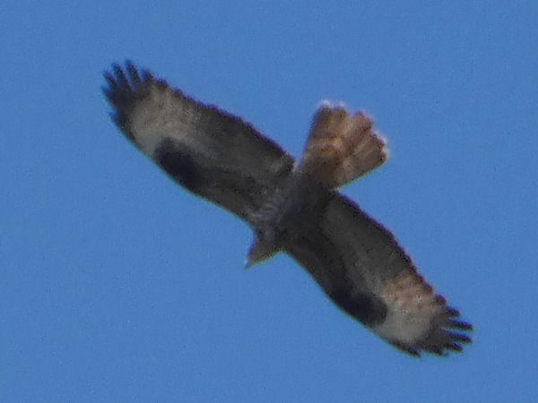 Falco pecchiaiolo  - Massimo Angei