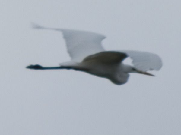 Great Egret  - Massimo Angei