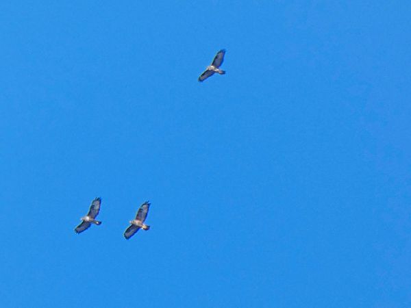 Mäusebussard  - Massimo Angei