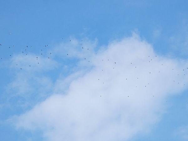 Colombaccio  - Massimo Angei