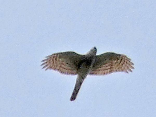 Sparviere  - Massimo Angei