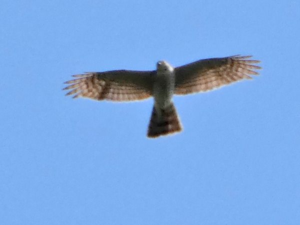 Sparviere  - Massimo Angei