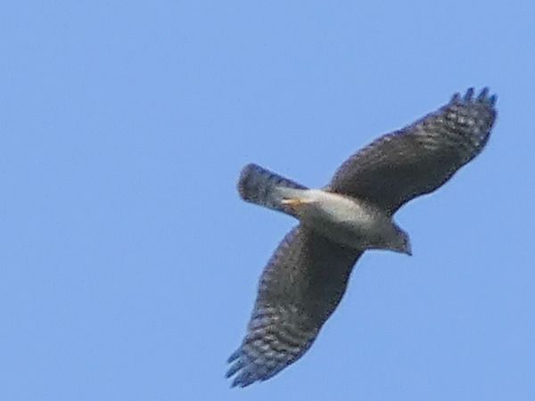 Sparviere  - Massimo Angei