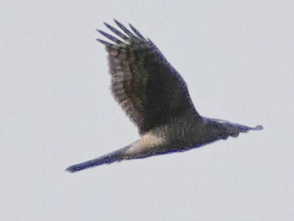 Sparviere  - Massimo Angei