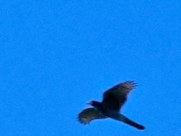 Sparviere  - Massimo Angei