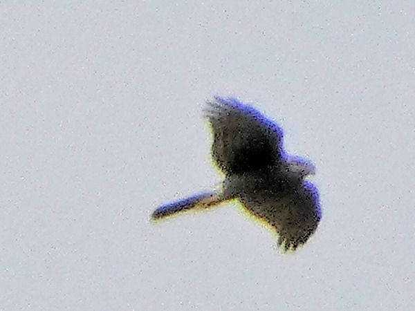 Sparviere  - Massimo Angei