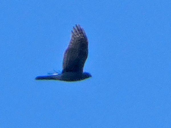 Sparviere  - Massimo Angei