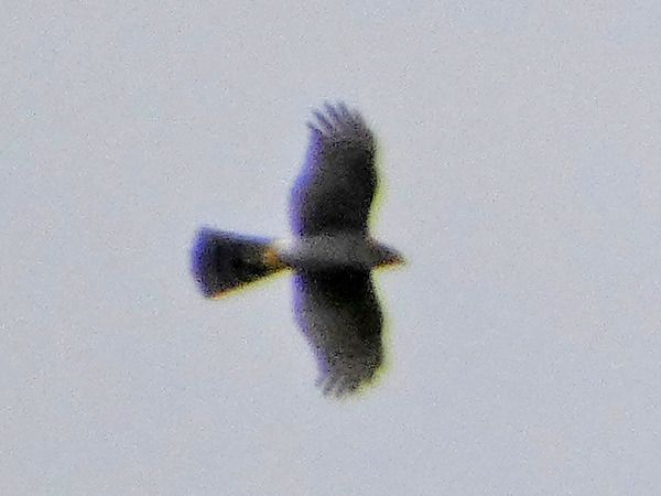 Sperber  - Massimo Angei