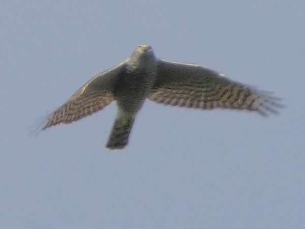 Sparviere  - Massimo Angei