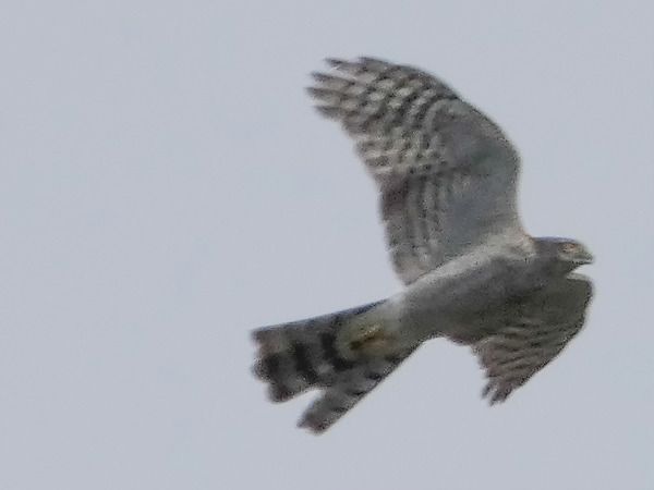 Sparviere  - Massimo Angei