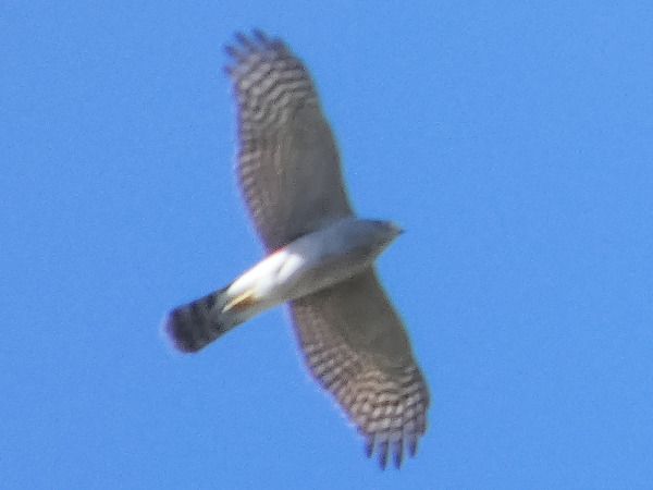 Sparviere  - Massimo Angei