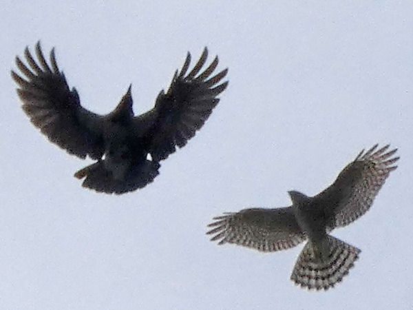 Épervier d'Europe  - Massimo Angei