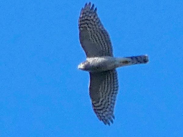 Sparviere  - Massimo Angei