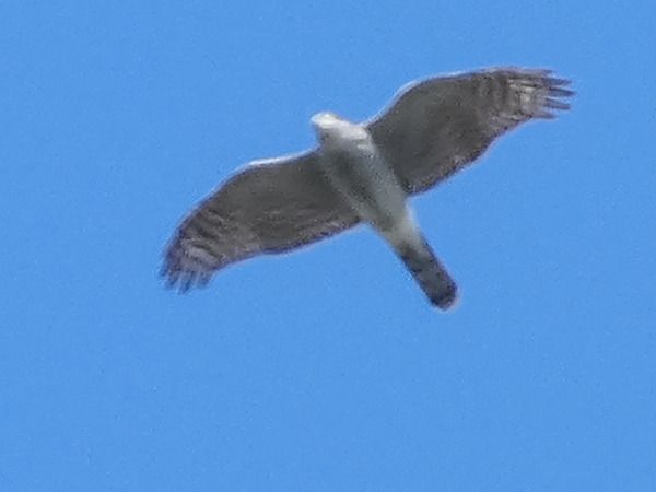 Épervier d'Europe  - Massimo Angei