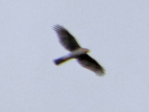 Épervier d'Europe  - Massimo Angei