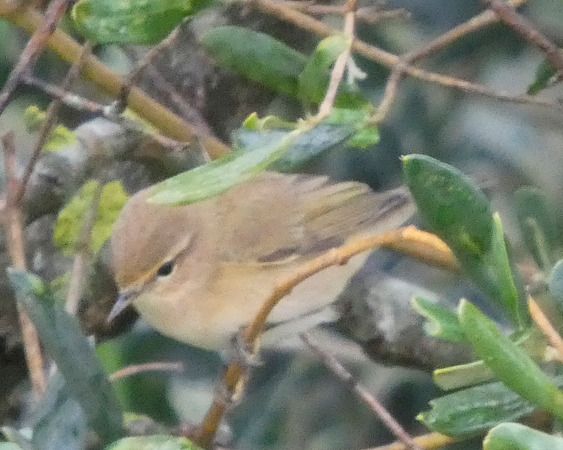 Luì piccolo  - Massimo Angei