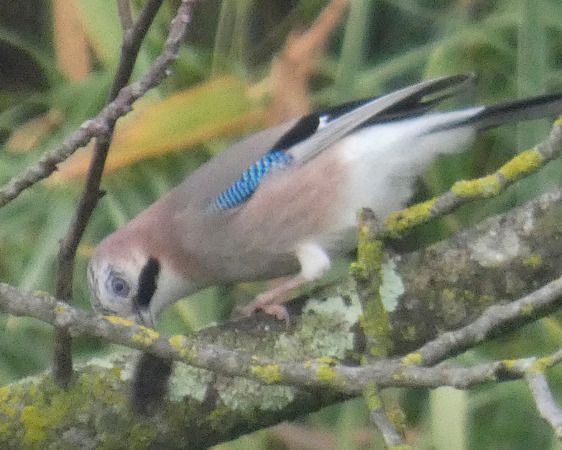 Ghiandaia  - Massimo Angei