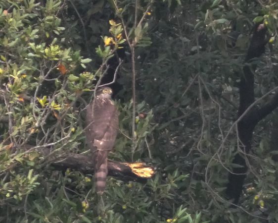 Sparviere  - Massimo Angei