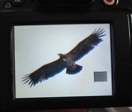 Aquila anatraia minore  - Giacomo Rocca