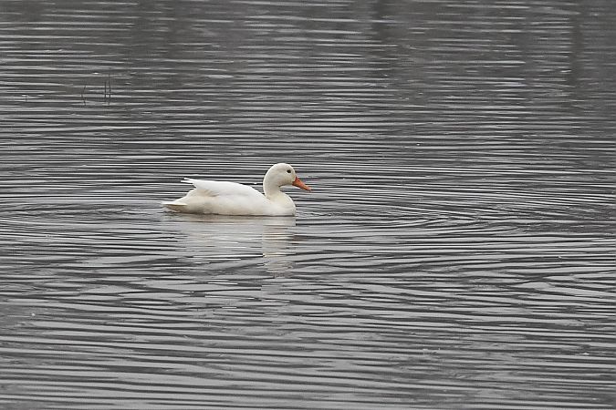 Canard domestique (origine non naturelle)  - Fabio Moretto