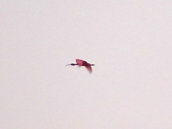 Ibis rouge  - Pietro Melandri