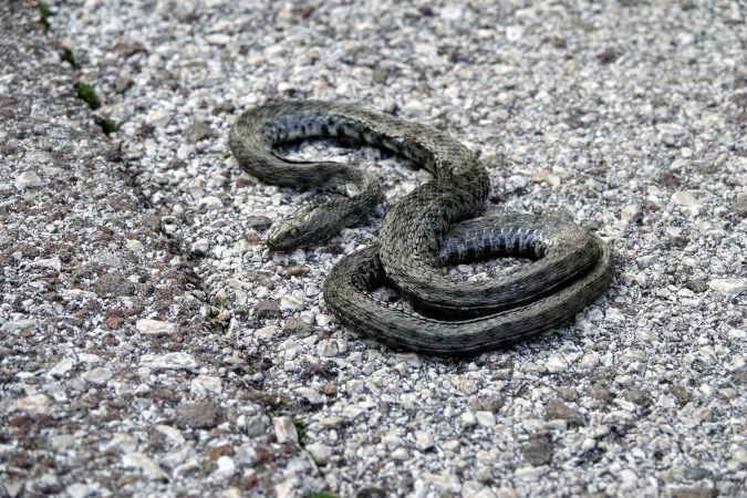Natrice tessellata  - Lino Veronesi
