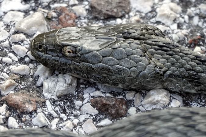 Natrice tessellata  - Lino Veronesi
