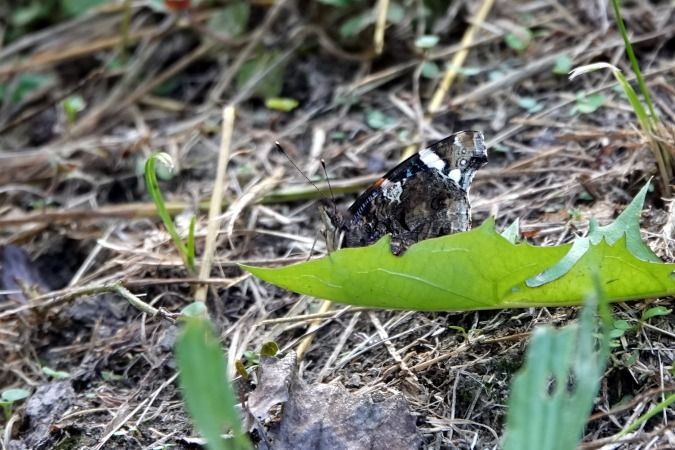 Vanessa atalanta  - Lino Veronesi