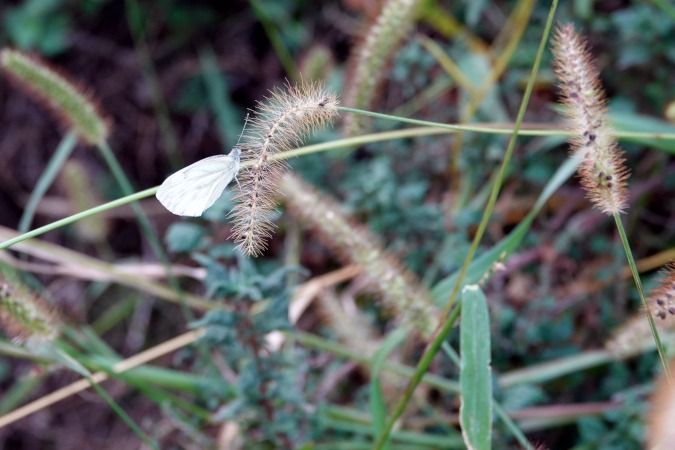 Pieris napi  - Lino Veronesi